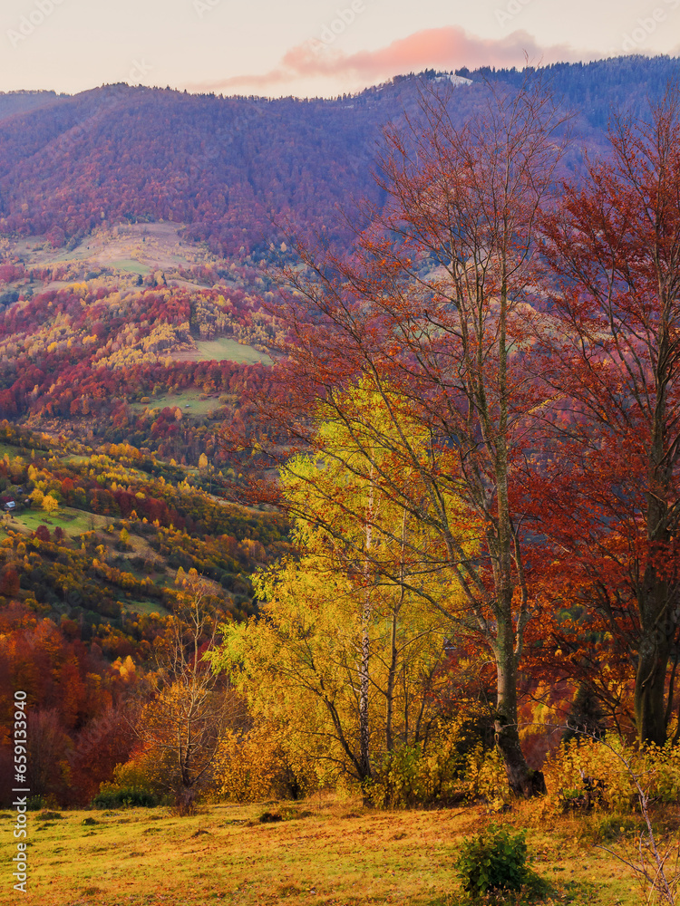 trees on the rolling hills of mountainous countryside landscape. scenery of carpathian rural area in autumn season
