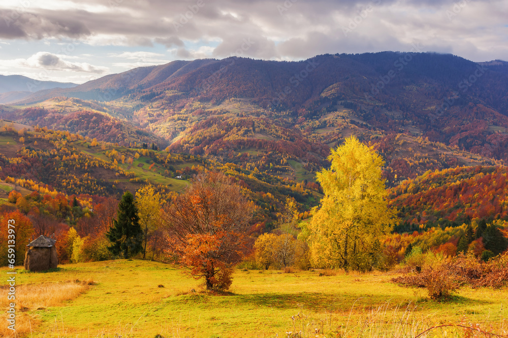 trees on the rolling hills of mountainous countryside landscape in morning light. scenery of carpathian rural area in autumn season