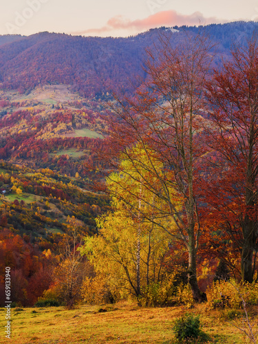 trees on the rolling hills of mountainous countryside landscape. scenery of carpathian rural area in autumn season