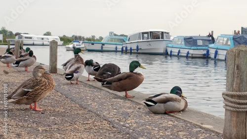 Potter Heigham, Norfolk, UK – October 07 2023. Hen and drake mallard ducks on the quay heading of the River Thurne in Potter Heigham in the heart of the Norfolk Broads photo