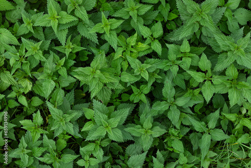 Green leaves background. Nettle background.