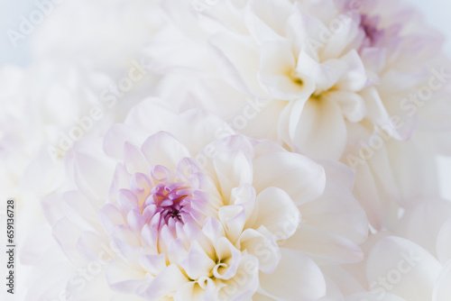 flowers dahlia festive background, pastel and soft bouquet floral card, top view wallpaper background. Macro of White Dahlia Flowers for Texture Background. © Serenkonata