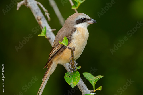 The brown shrike is a bird in the shrike family found primarily in Asia. It is closely related to the red-backed shrike and the isabelline shrike.
