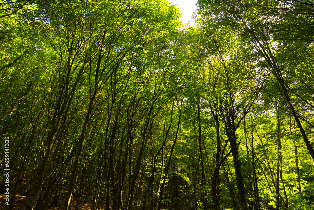 Lush green forest background photo. Tall trees in the forest Lush green forest background photo. Tall trees in the forest