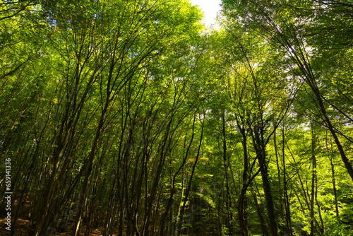 Lush green forest background photo. Tall trees in the forest