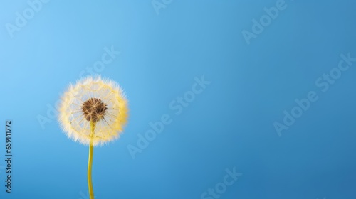 A dandelion in front of a blue background