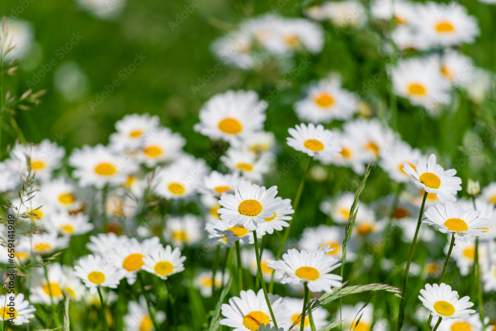 Daisies among the green grass in the meadow. Daisies among the green grass in the meadow.