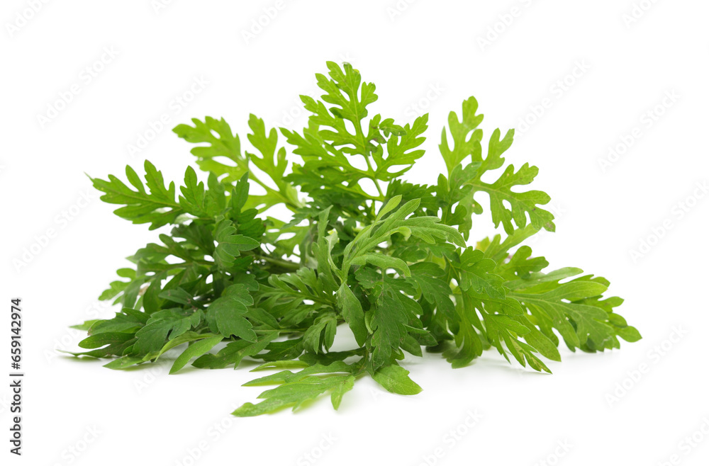 Green ambrosia leaves. Green ambrosia leaves.