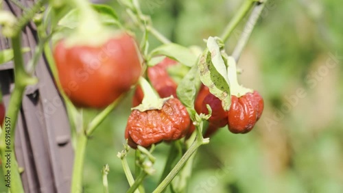 Chili pepper of the Capsicum chinense species photo