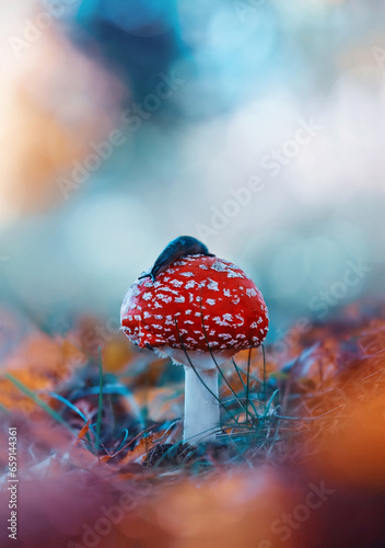 Macro of a single red fly agaric mushroom with a slug on top in a scenery with bright teal background and bokeh. Shallow depth of field, Soft and blurred foreground (ID: 659144361)