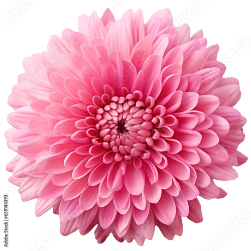 delicate pink chrysanthemum flower buds and leaves isolated