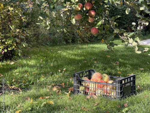 Autumn, Apples in a basket and on an apple tree. Lots of Apples in a basket for transporting fruits on the grass Harvesting apples to send to the store.