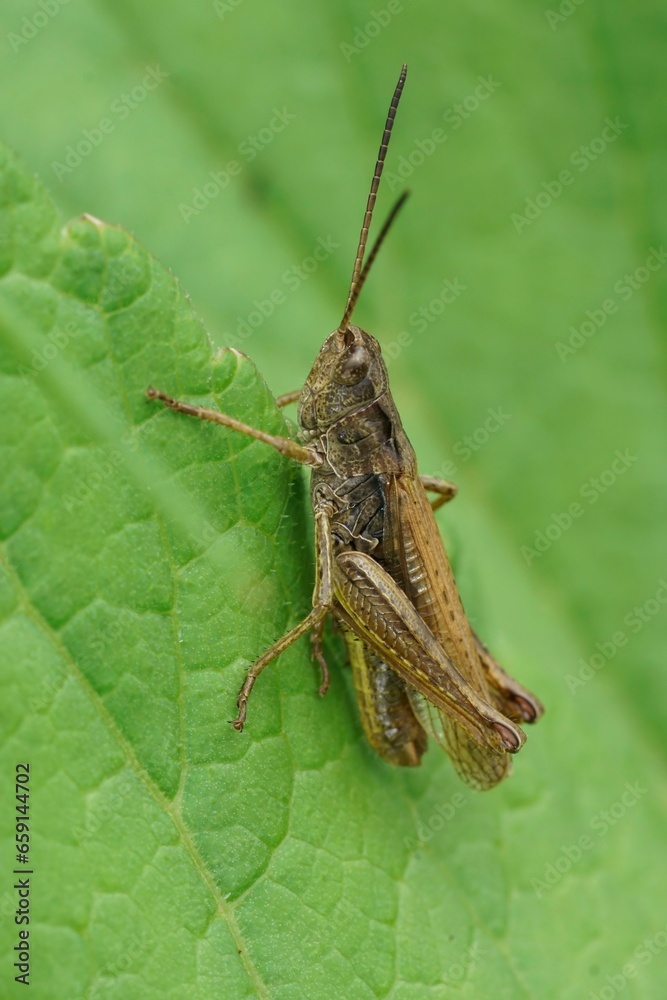 Closeup on an upland field grasshopper, Chorthippus apricarius sitting on a green leaf Closeup on an upland field grasshopper, Chorthippus apricarius sitting on a green leaf