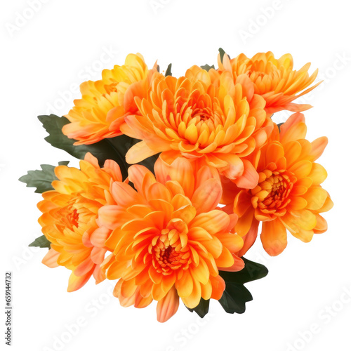 delicate orange chrysanthemum flowers, buds and leaves isolated over white background without shadow
