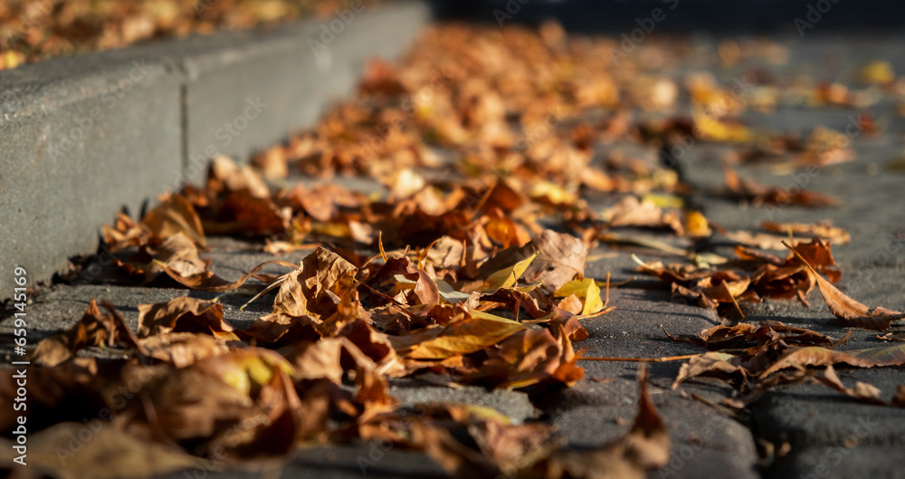 Autumn season atmosphere. Wind moves dry yellow fallen leaves lying on ground of park by curb. Low angle view close-up. Roadside by pavement. Sunny evening weather. Natural background. Fall concept