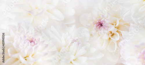 flowers dahlia festive background  pastel and soft bouquet floral card  top view wallpaper background. Macro of White Dahlia Flowers for Texture Background.