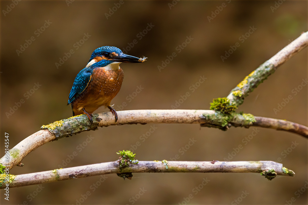 Fototapeta premium Eurasian kingfisher (Alcedo atthis) has a fish caught