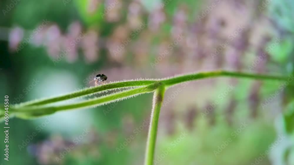 Black stink bug (Black and gold stink bug, Scientific name - Coptosoma variegatum) walking on green tree branch - macro view