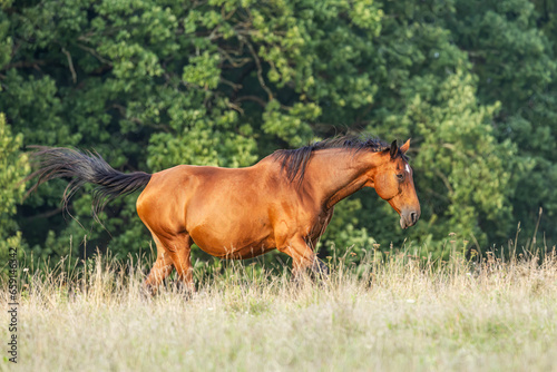 brown horse walking through the dry grass by the forest