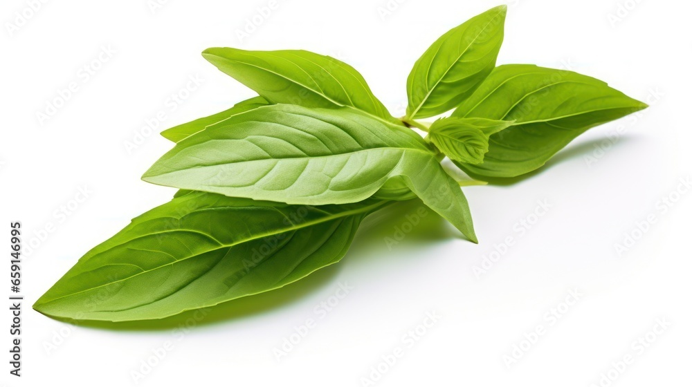 Fresh basil leaves on white background Fresh basil leaves on white background