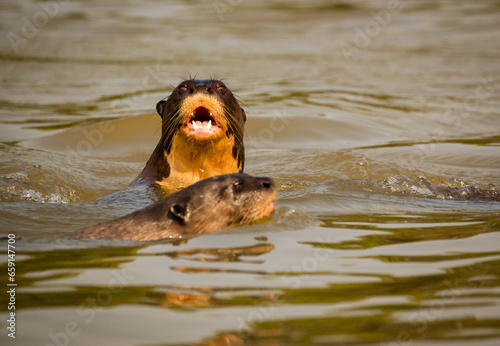 A river otter emerges from the water and looks at the viewer in the Pantanal wetlands of Brazil