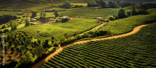 Gorgeous coffee plantation in Minas Gerais Brazil captured from above
