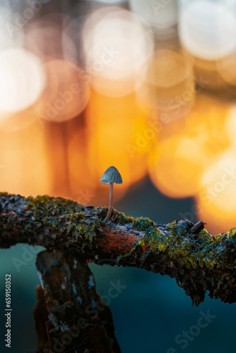 Macro of a single tiny mushroom growing from a moody tree trunk. Beautiful golden hour bokeh from sunlight in the background. Shallow depth of field, warm tones (ID: 659150352)