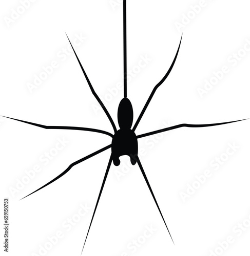 Spider Black Widow. Black bug spider silhouette, isolated white background. Scary Halloween icon, symbol horror, animal arachnid, creepy dangerous insect, arachnophobia fear