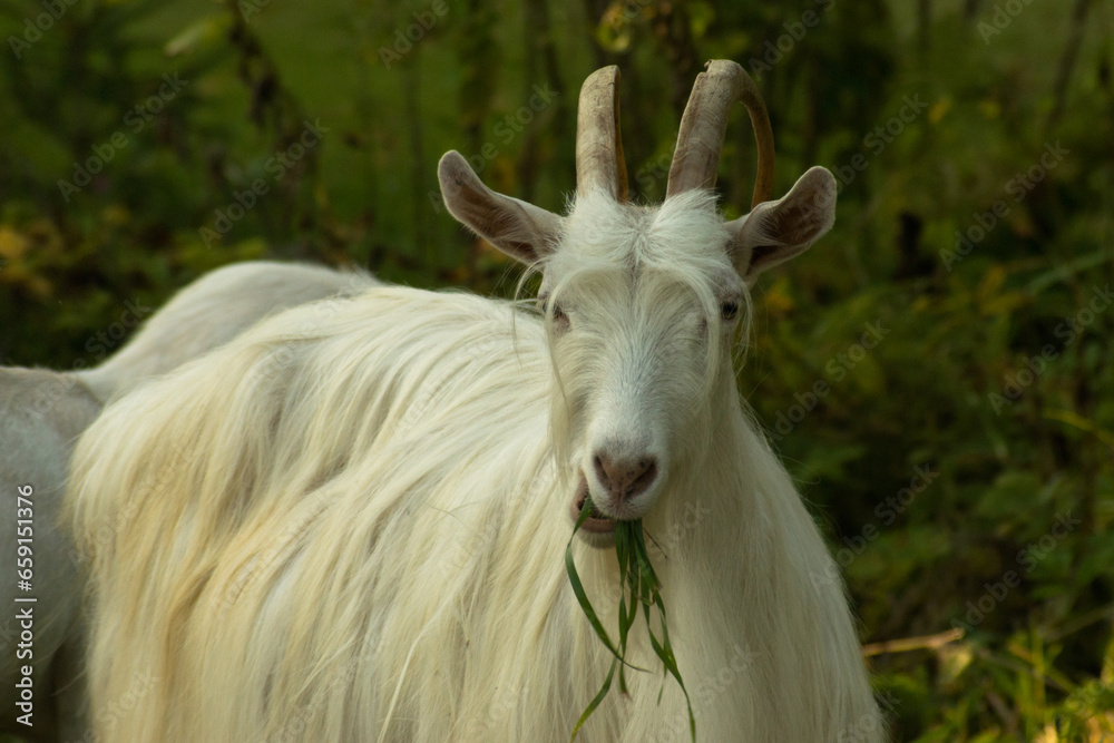 A horned goat stands and thoughtfully eats a grass A horned goat stands and thoughtfully eats a grass