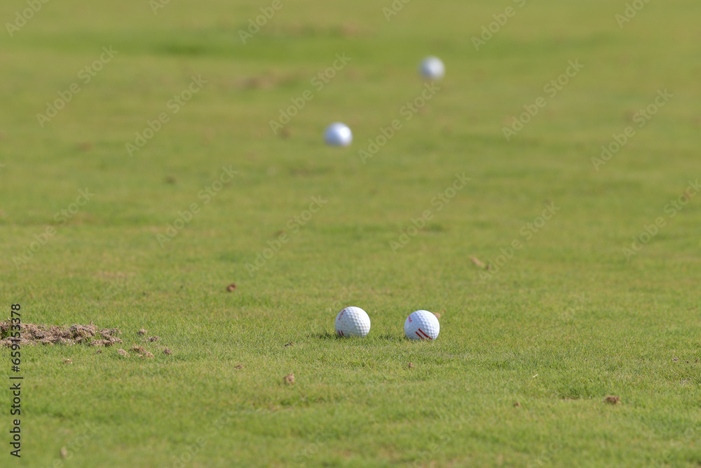 golf ball on the grass golf ball on the grass