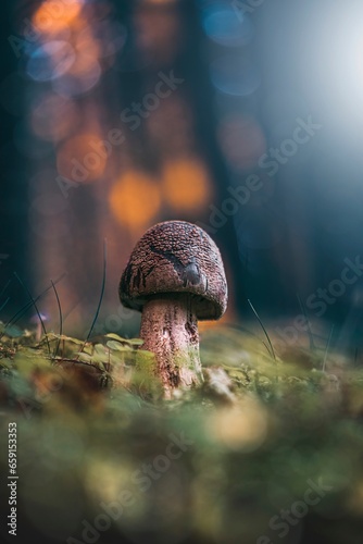 Macro of a single brown mushroom in the scenery with a soft, dreamy, and teal background with golden hour bokeh. Shallow depth of field, Soft and blurred foreground. Moss in the foreground (ID: 659153353)
