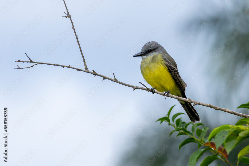 Fototapeta premium The White-throated Kingbird also known as Suiriri-de-garganta-branca perched on the branches of a tree. Species Tyrannus albogularis. Animal world. Birdwatching. Yellow bird. Flycatcher.
