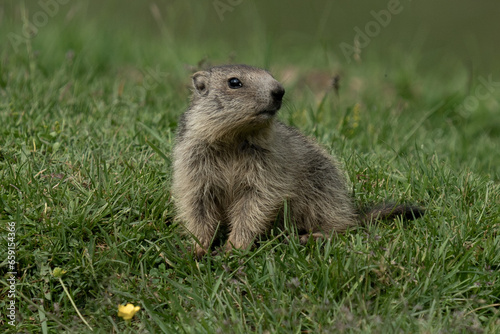 marmot