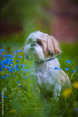 Bild auf Leinwand shih tzu dog is sitting in the green grass and flowers