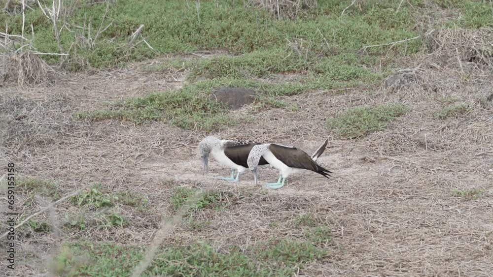 blue footed booby , Sula nebouxii, is a marine bird. blue footed booby , Sula nebouxii, is a marine bird.