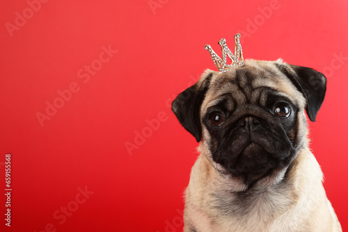 Cute pug puppy in golden crown on red background.Copy space. © Alla