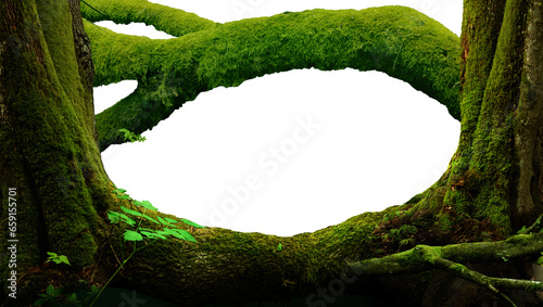 Nature PNG background. Forest frame copy space isolated. Mossy frame composed by shaped trunks, branch, tilted tree, mossy log and roots