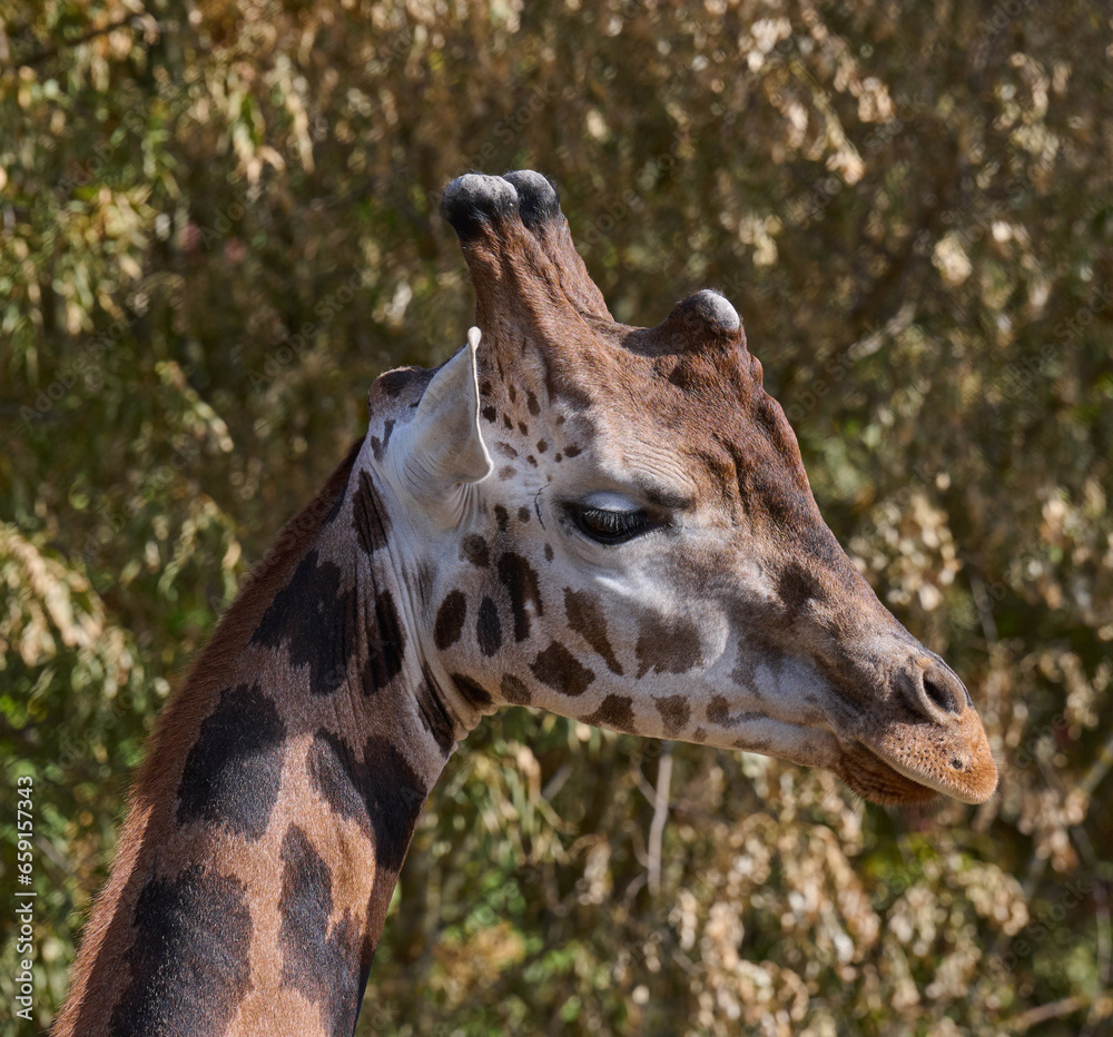 Portrait of an adult giraffe in nature Portrait of an adult giraffe in nature