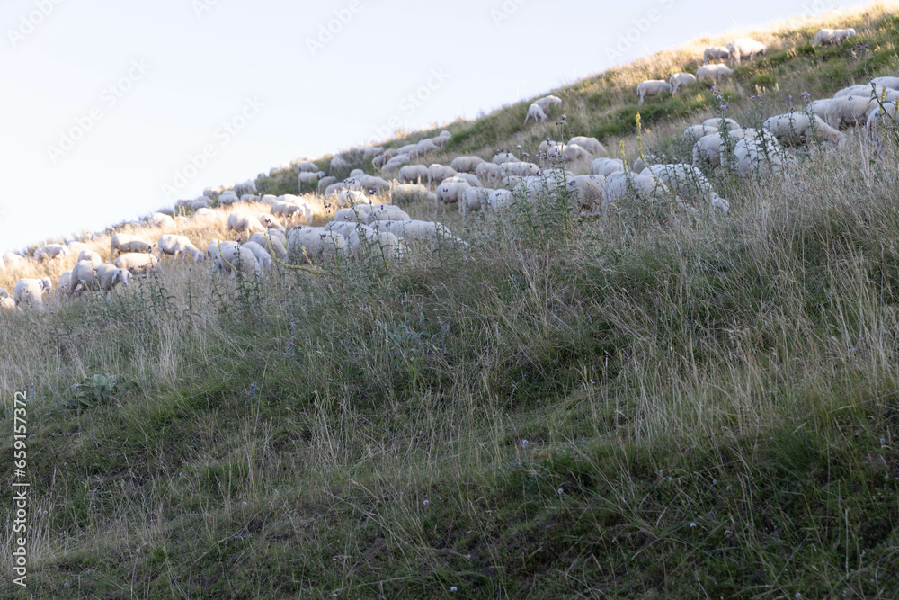 Sheeps in Abruzzo