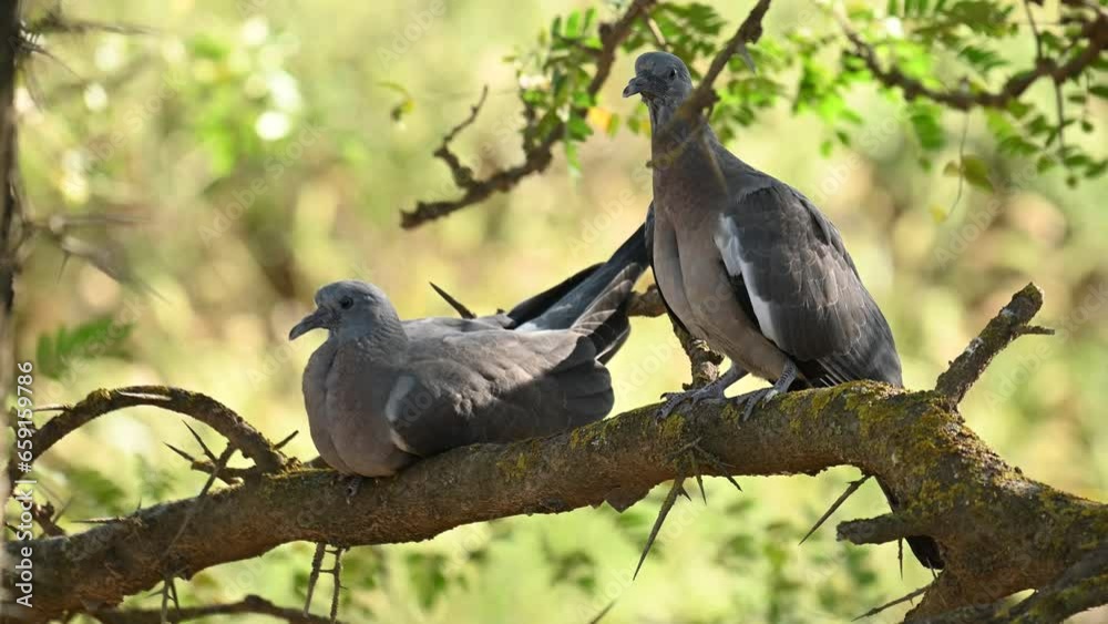 Common two juvenile wood pigeon Columba palumbus, sitting in the tree, in the wild. Slow motion. Common two juvenile wood pigeon Columba palumbus, sitting in the tree, in the wild. Slow motion.