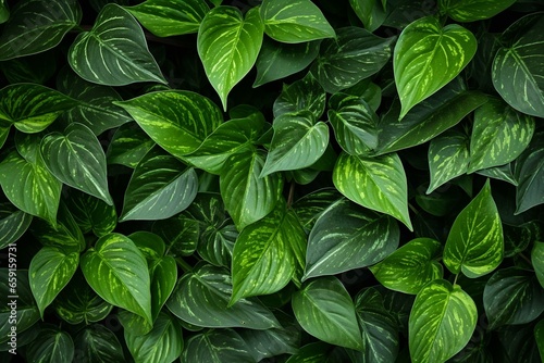 Background with green leaves, beautiful pattern, ornamental plant, clean environment. Organic natural wall. Generative AI