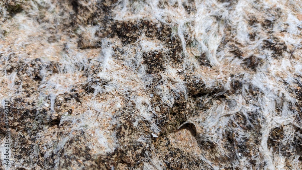 White thin and dry algae, similar to white hair, dry on rocks and sand after the low tide of the ocean White thin and dry algae, similar to white hair, dry on rocks and sand after the low tide of the ocean