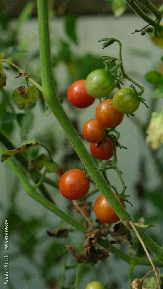 tomatoes in the garden