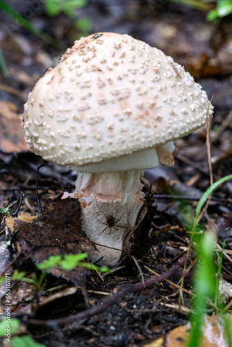 A white fly agaric with a spider on a leg grows in the forest.