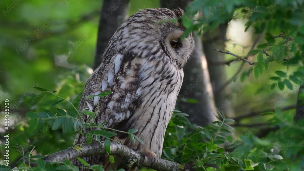 Long-eared Owl Asio Otus. The bird turns its head. Close up. Long-eared Owl Asio Otus. The bird turns its head. Close up.