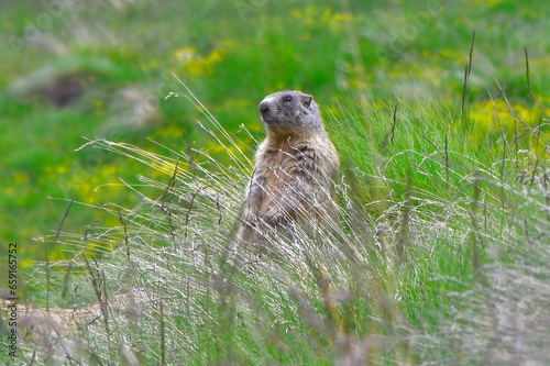 marmotta in Val di Peio