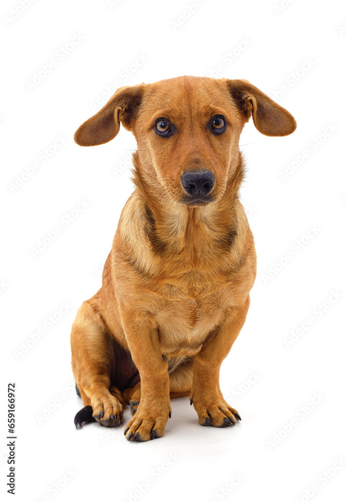 One brown dachshund.
