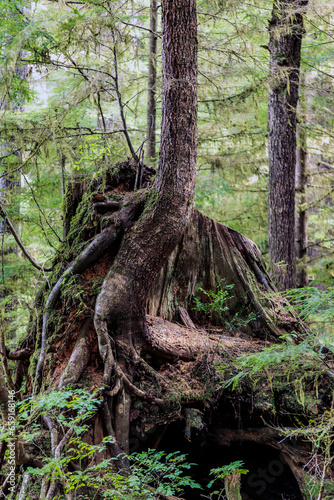 Cedar Stump Regrowth