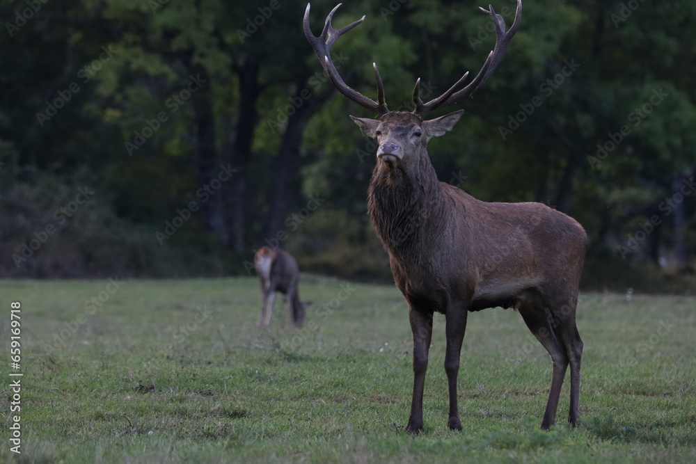 Obraz premium deer in the forest
