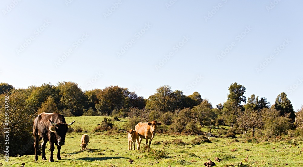 Black bull brown cows and calf graze freely in green meadow and forest with lush trees. Black bull brown cows and calf graze freely in green meadow and forest with lush trees.
